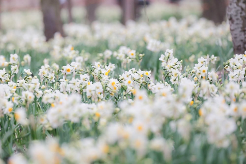 なばなの里、水仙、2月春の花、三重県桑名市の観光・撮影スポットの画像と写真