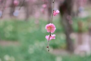 なばなの里、梅、2月春の花、三重県桑名市の観光・撮影スポットの画像と写真