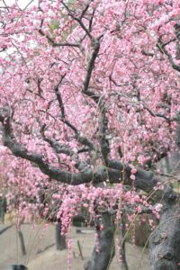 なばなの里、梅、2月春の花、三重県桑名市の観光・撮影スポットの画像と写真