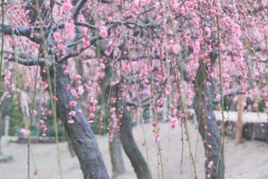 なばなの里、梅、2月春の花、三重県桑名市の観光・撮影スポットの画像と写真