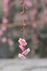 なばなの里、梅、2月春の花、三重県桑名市の観光・撮影スポットの画像と写真