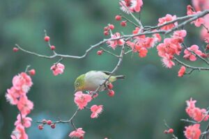なばなの里、メジロ、2月春の花、三重県桑名市の観光・撮影スポットの画像と写真