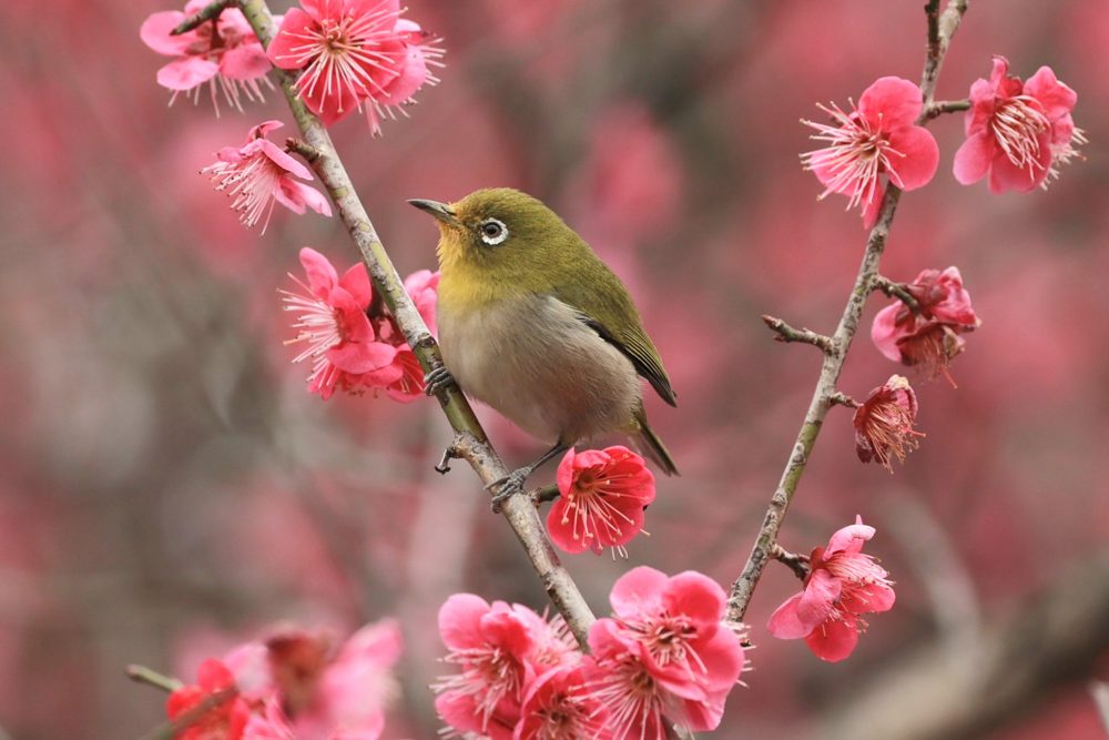 なばなの里、メジロ、2月春の花、三重県桑名市の観光・撮影スポットの画像と写真