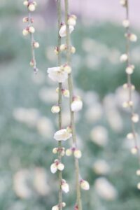 なばなの里、梅、2月春の花、三重県桑名市の観光・撮影スポットの画像と写真