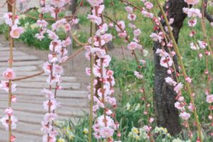 なばなの里、梅、水仙、2月春の花、三重県桑名市の観光・撮影スポットの画像と写真