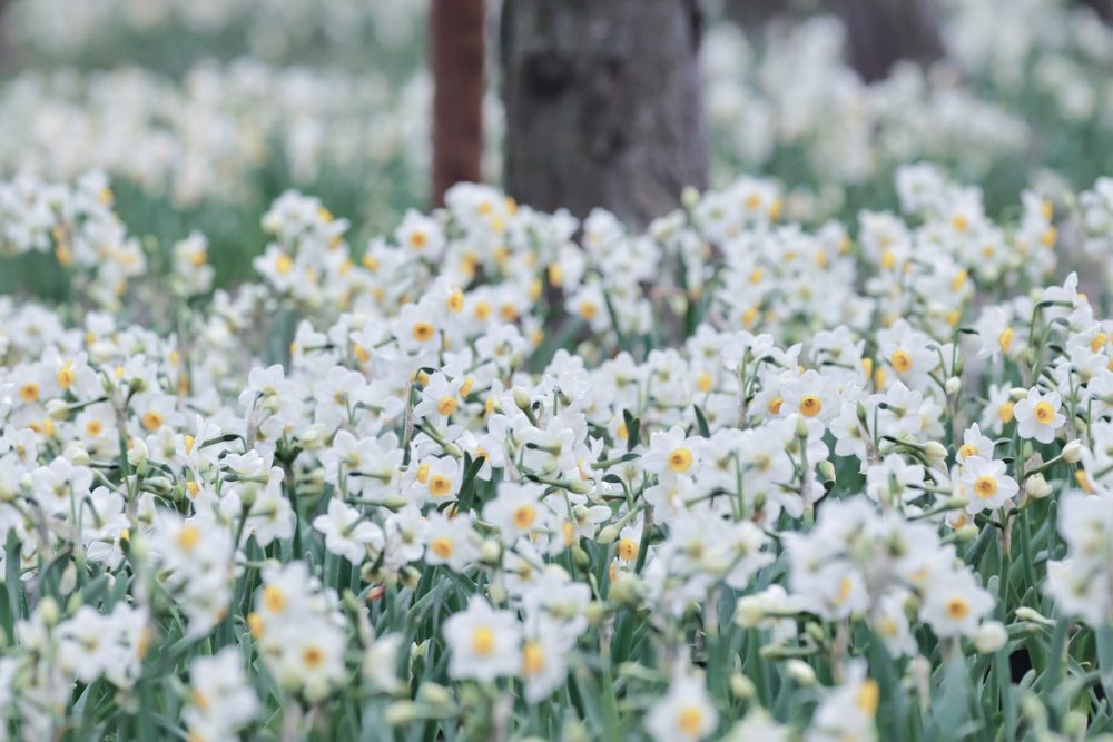 なばなの里、水仙、2月春の花、三重県桑名市の観光・撮影スポットの画像と写真