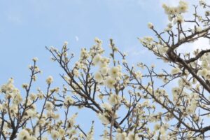 なばなの里、梅、2月春の花、三重県桑名市の観光・撮影スポットの画像と写真