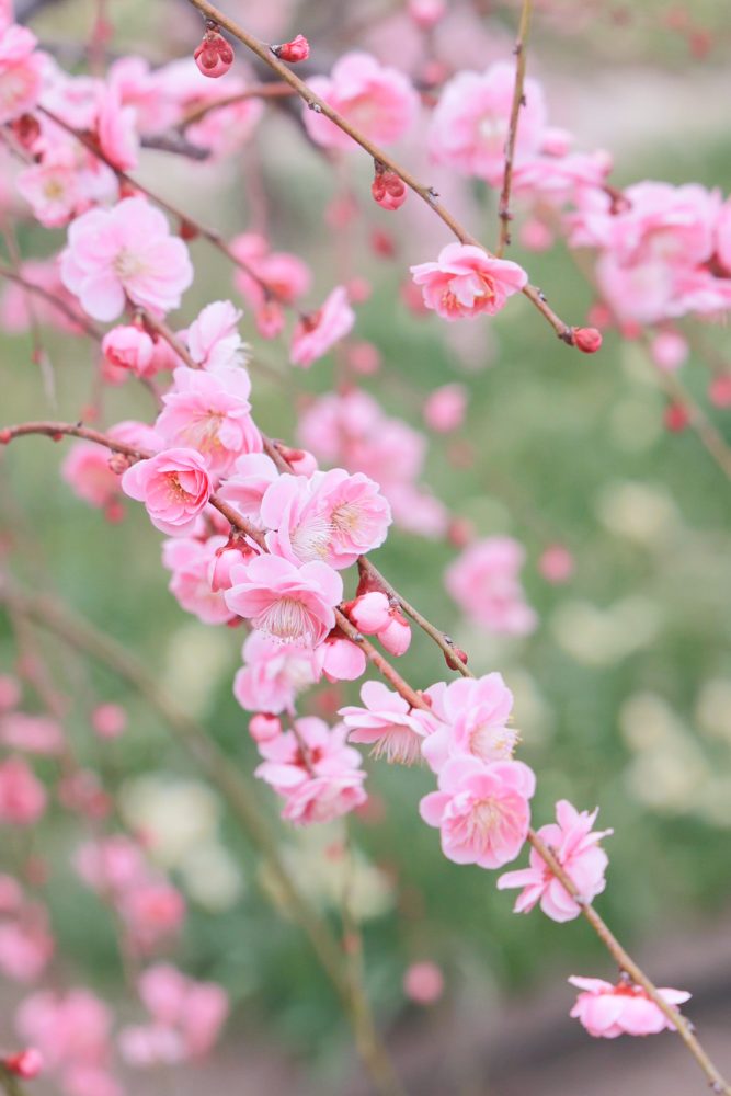 なばなの里、梅、2月春の花、三重県桑名市の観光・撮影スポットの画像と写真