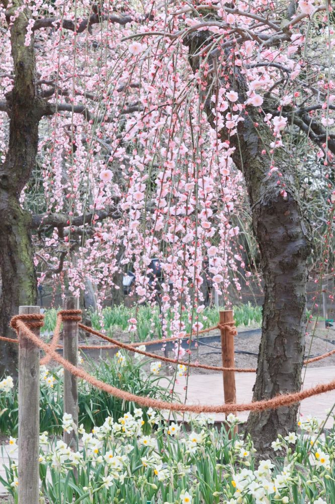 なばなの里、梅、水仙、2月春の花、三重県桑名市の観光・撮影スポットの画像と写真
