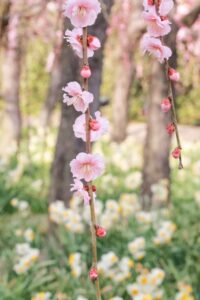 なばなの里、梅、水仙、2月春の花、三重県桑名市の観光・撮影スポットの画像と写真