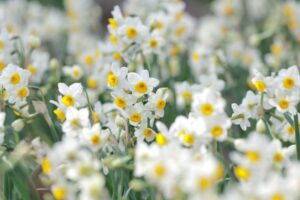 なばなの里、水仙、2月春の花、三重県桑名市の観光・撮影スポットの画像と写真