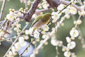 なばなの里、メジロ、2月春の花、三重県桑名市の観光・撮影スポットの画像と写真
