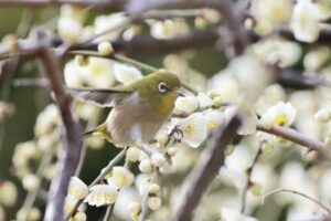 なばなの里、メジロ、2月春の花、三重県桑名市の観光・撮影スポットの画像と写真