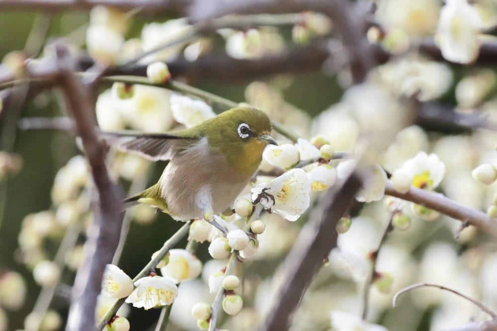 なばなの里、メジロ、2月春の花、三重県桑名市の観光・撮影スポットの画像と写真