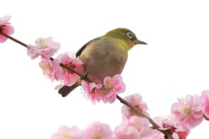 なばなの里、メジロ、2月春の花、三重県桑名市の観光・撮影スポットの画像と写真