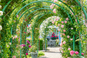 修善寺虹の郷、バラ、5月の春のj花、静岡県伊豆市の観光・撮影スポットの名所
