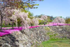西ヶ洞桜公園、芝桜・桜、4月の春の花、岐阜県郡上市の観光・撮影スポットの名所