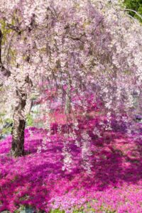 西ヶ洞桜公園、芝桜・桜、4月の春の花、岐阜県郡上市の観光・撮影スポットの名所