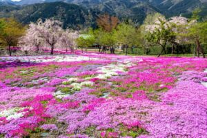 西ヶ洞桜公園、芝桜・桜、4月の春の花、岐阜県郡上市の観光・撮影スポットの名所