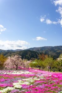 西ヶ洞桜公園、芝桜・桜、4月の春の花、岐阜県郡上市の観光・撮影スポットの名所