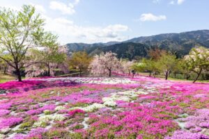 西ヶ洞桜公園、芝桜・桜、4月の春の花、岐阜県郡上市の観光・撮影スポットの名所