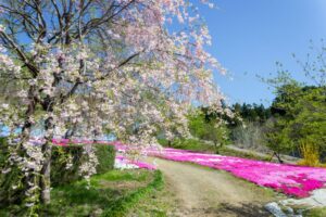 西ヶ洞桜公園、芝桜・桜、4月の春の花、岐阜県郡上市の観光・撮影スポットの名所