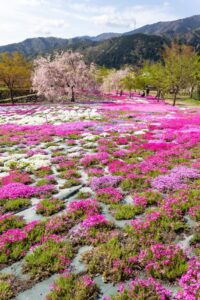 西ヶ洞桜公園、芝桜・桜、4月の春の花、岐阜県郡上市の観光・撮影スポットの名所