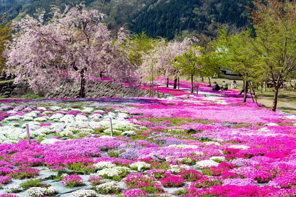 西ヶ洞桜公園、芝桜・桜、4月の春の花、岐阜県郡上市の観光・撮影スポットの名所