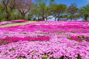 西ヶ洞桜公園、芝桜・桜、4月の春の花、岐阜県郡上市の観光・撮影スポットの名所