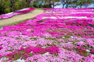 西ヶ洞桜公園、芝桜・桜、4月の春の花、岐阜県郡上市の観光・撮影スポットの名所