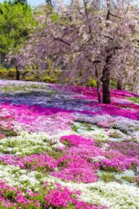 西ヶ洞桜公園、芝桜・桜、4月の春の花、岐阜県郡上市の観光・撮影スポットの名所