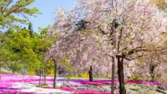 西ヶ洞桜公園、芝桜・桜、4月の春の花、岐阜県郡上市の観光・撮影スポットの名所
