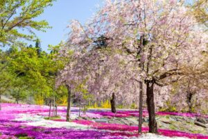 西ヶ洞桜公園、芝桜・桜、4月の春の花、岐阜県郡上市の観光・撮影スポットの名所