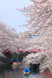 奥の細道むすびの地記念館、水門川、桜まつり、4月春の花、岐阜県大垣市の観光・撮影スポットの画像と写真