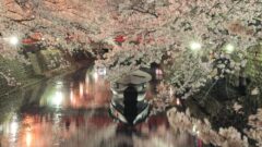 奥の細道むすびの地記念館、桜まつりライトアップ、4月春の花、岐阜県大垣市の観光・撮影スポットの画像と写真