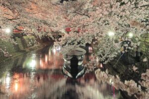 奥の細道むすびの地記念館、桜まつりライトアップ、4月春の花、岐阜県大垣市の観光・撮影スポットの画像と写真