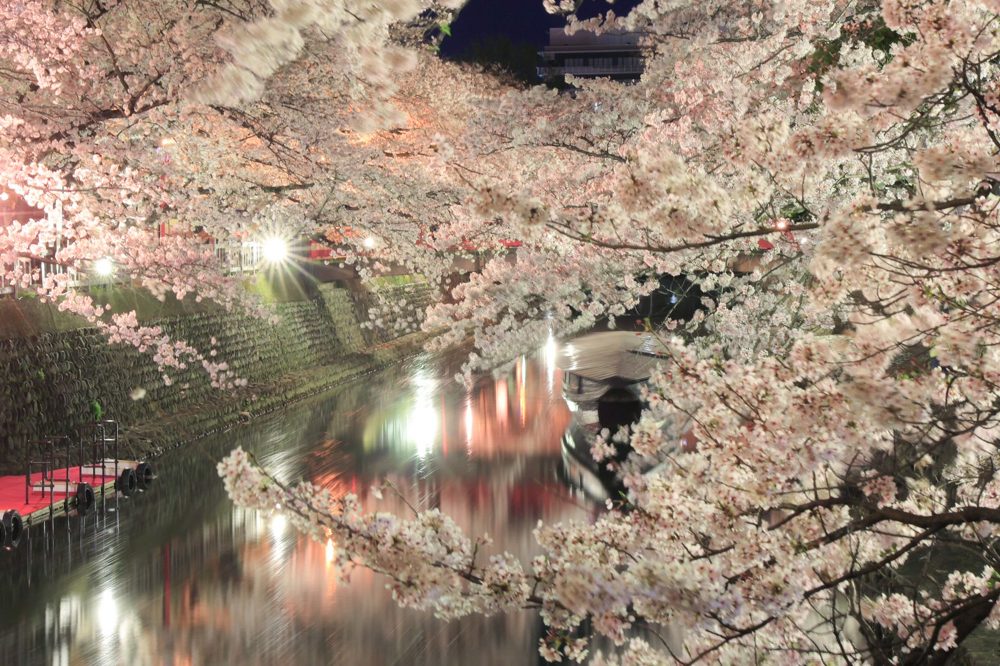 奥の細道むすびの地記念館、桜まつりライトアップ、4月春の花、岐阜県大垣市の観光・撮影スポットの画像と写真