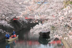 奥の細道むすびの地記念館、水門川、桜まつり、4月春の花、岐阜県大垣市の観光・撮影スポットの画像と写真