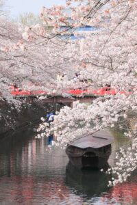 奥の細道むすびの地記念館、水門川、桜まつり、4月春の花、岐阜県大垣市の観光・撮影スポットの画像と写真