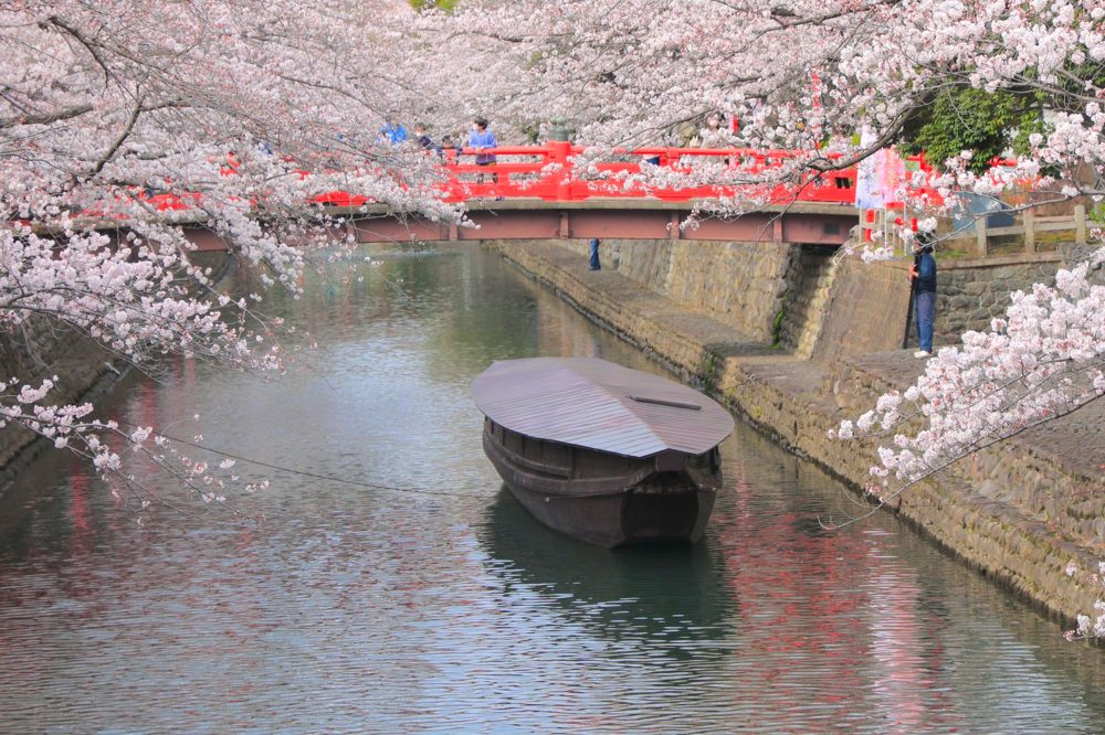 奥の細道むすびの地記念館、水門川、桜まつり、4月春の花、岐阜県大垣市の観光・撮影スポットの画像と写真