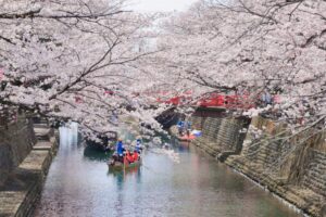 奥の細道むすびの地記念館、水門川、桜まつり、4月春の花、岐阜県大垣市の観光・撮影スポットの画像と写真