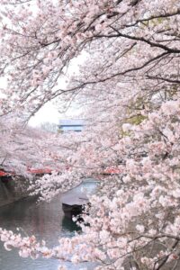奥の細道むすびの地記念館、水門川、桜まつり、4月春の花、岐阜県大垣市の観光・撮影スポットの画像と写真