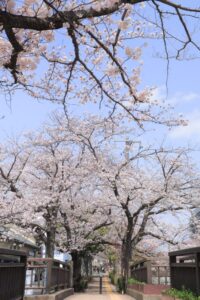 奥の細道むすびの地記念館、水門川、桜まつり、4月春の花、岐阜県大垣市の観光・撮影スポットの画像と写真
