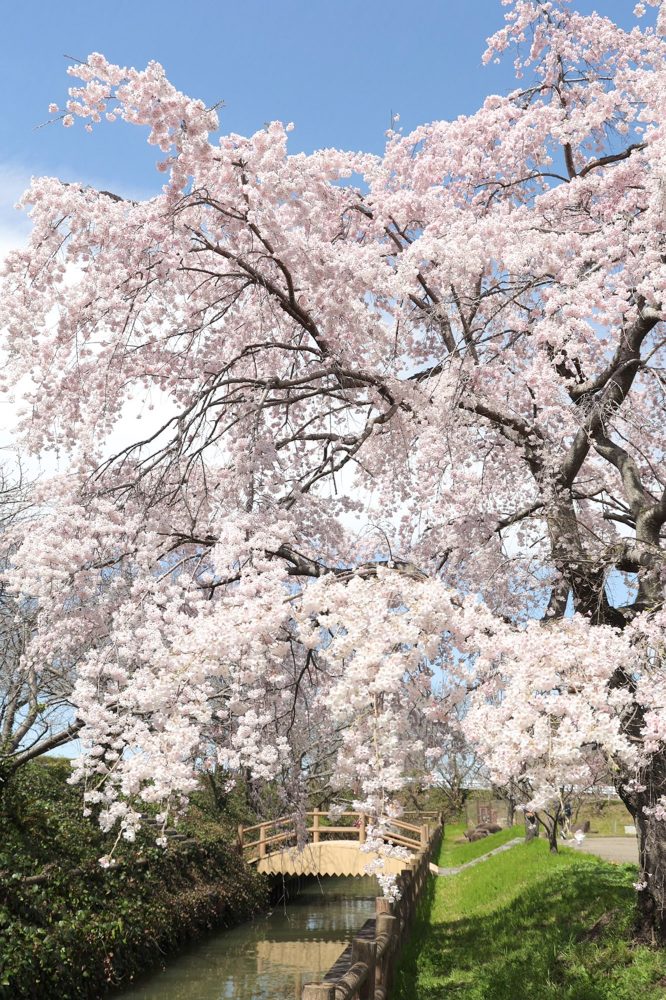 桜ネックレス、しだれ桜、3月春の花、愛知県稲沢市平和町の観光・撮影スポットの画像と写真