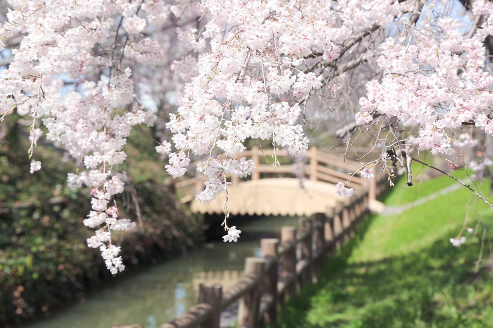 桜ネックレス、しだれ桜、3月春の花、愛知県稲沢市平和町の観光・撮影スポットの画像と写真