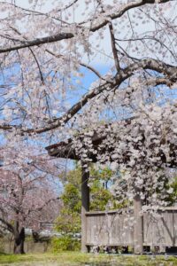 桜ネックレス、しだれ桜、3月春の花、愛知県稲沢市平和町の観光・撮影スポットの画像と写真