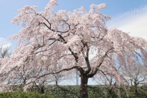 桜ネックレス、しだれ桜、3月春の花、愛知県稲沢市平和町の観光・撮影スポットの画像と写真