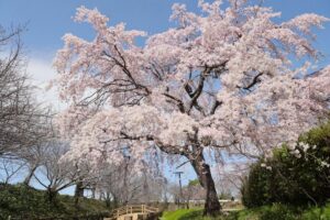 桜ネックレス、しだれ桜、3月春の花、愛知県稲沢市平和町の観光・撮影スポットの画像と写真