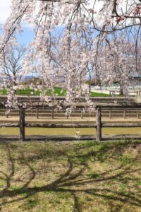 桜ネックレス、しだれ桜、3月春の花、愛知県稲沢市平和町の観光・撮影スポットの画像と写真