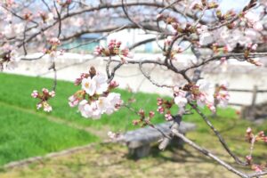 桜ネックレス、しだれ桜、3月春の花、愛知県稲沢市平和町の観光・撮影スポットの画像と写真